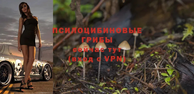 Галлюциногенные грибы Magic Shrooms  Ногинск 